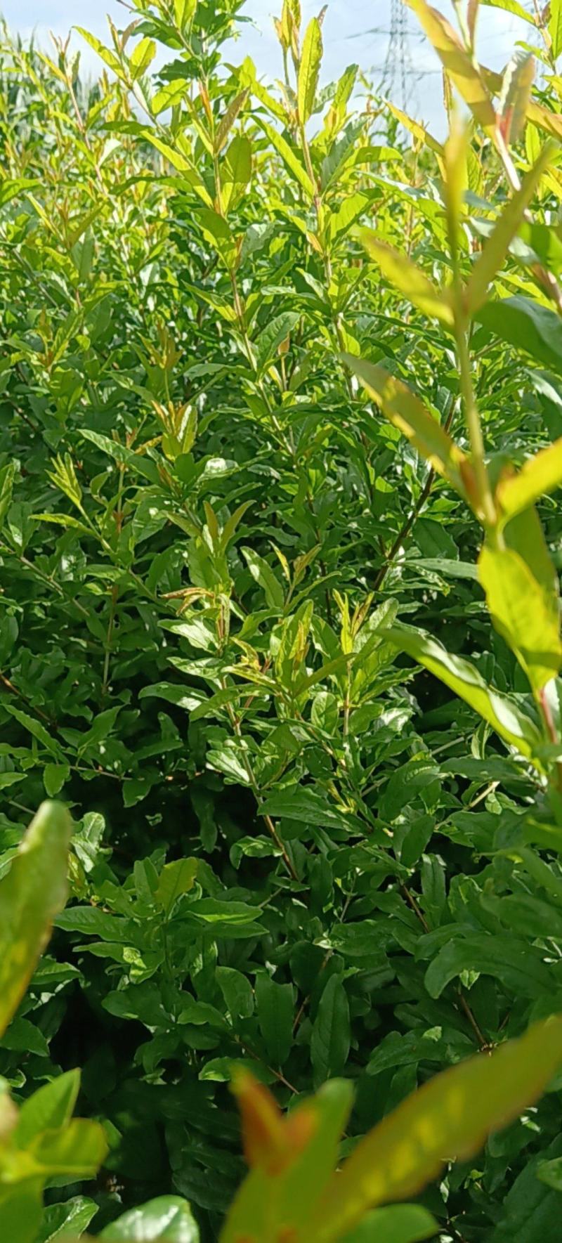 【蒙阳红】大果石榴苗品种正宗量大签定合同