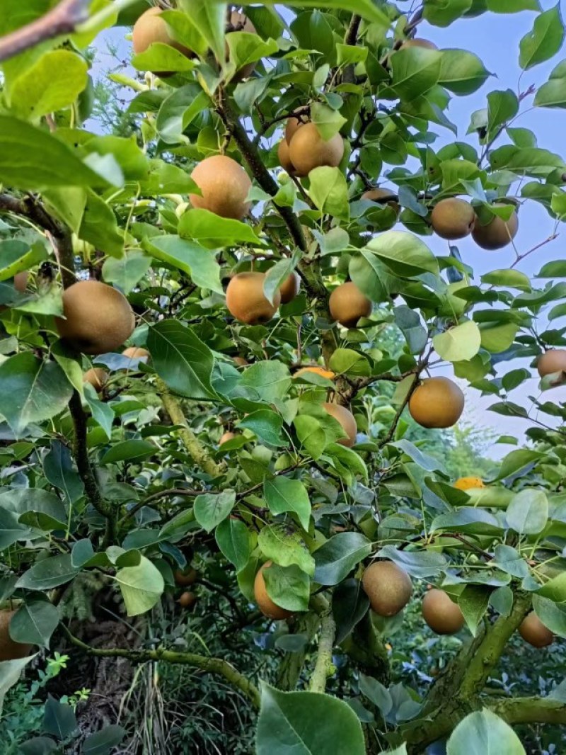 黄花梨