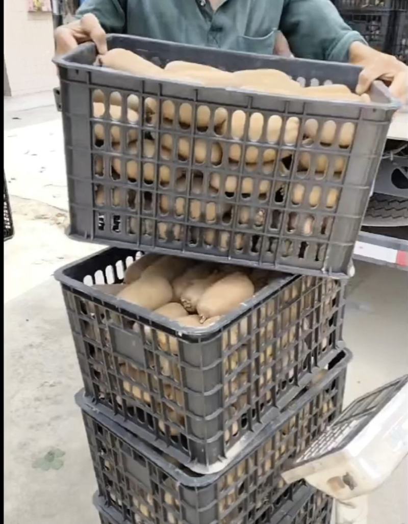 翠香大果2.8元产地绿心翠香徐香海沃德猕猴桃