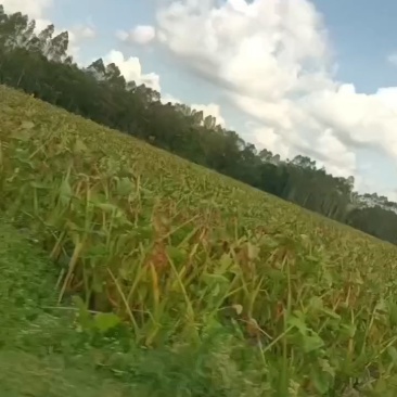 槟榔香芋有想法的可以联系我，价格优惠，货量充足