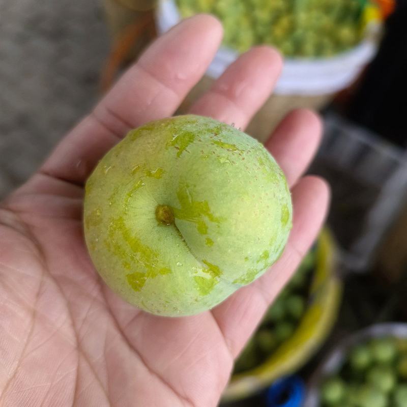 汉源青脆李又脆又甜