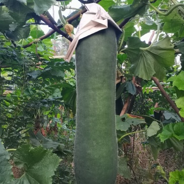 黑皮实心冬瓜吊瓜