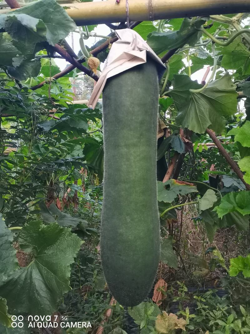 黑皮实心冬瓜吊瓜