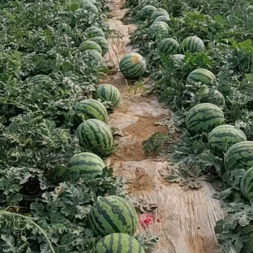 甘肃庆阳黄土高原精品美都麒麟大量上市质量保证全国代发货