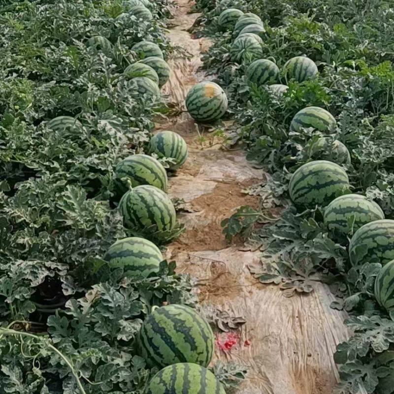 甘肃庆阳黄土高原精品美都麒麟大量上市质量保证全国代发货