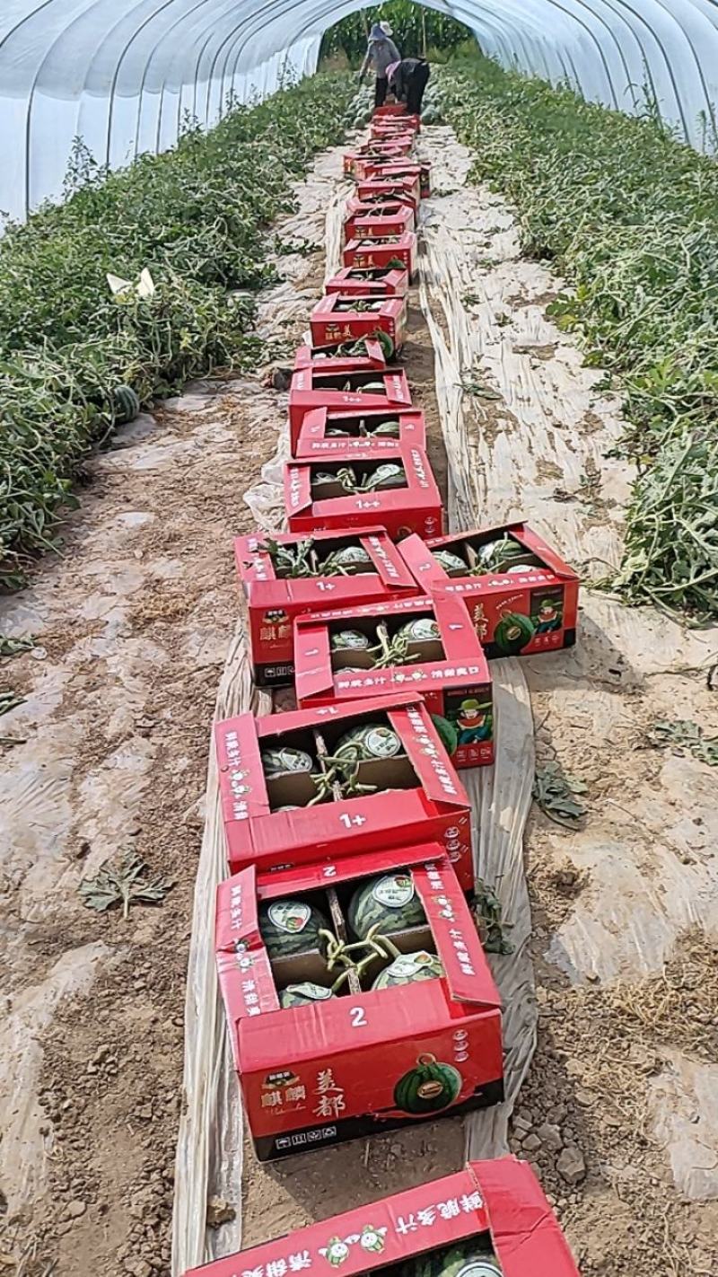 甘肃庆阳黄土高原精品美都麒麟大量上市质量保证全国代发货