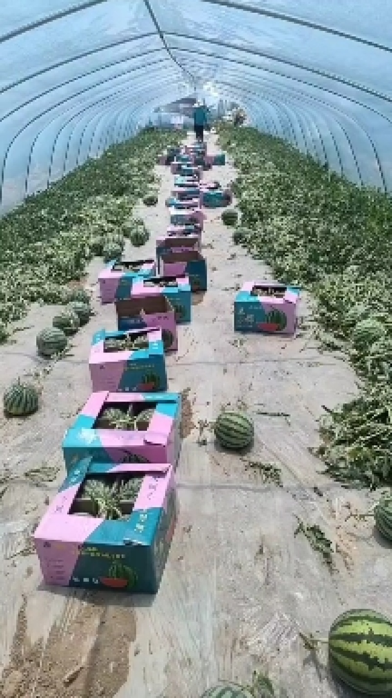 甘肃庆阳黄土高原精品美都麒麟大量上市质量保证全国代发货