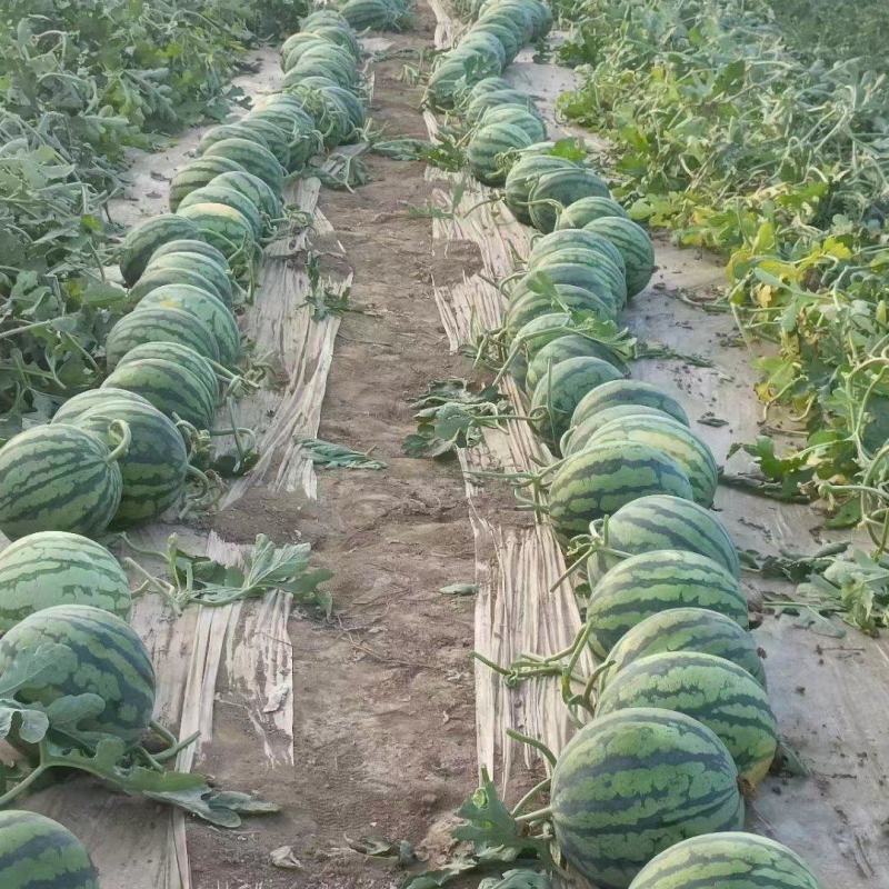 甘肃庆阳黄土高原精品美都麒麟大量上市质量保证全国代发货