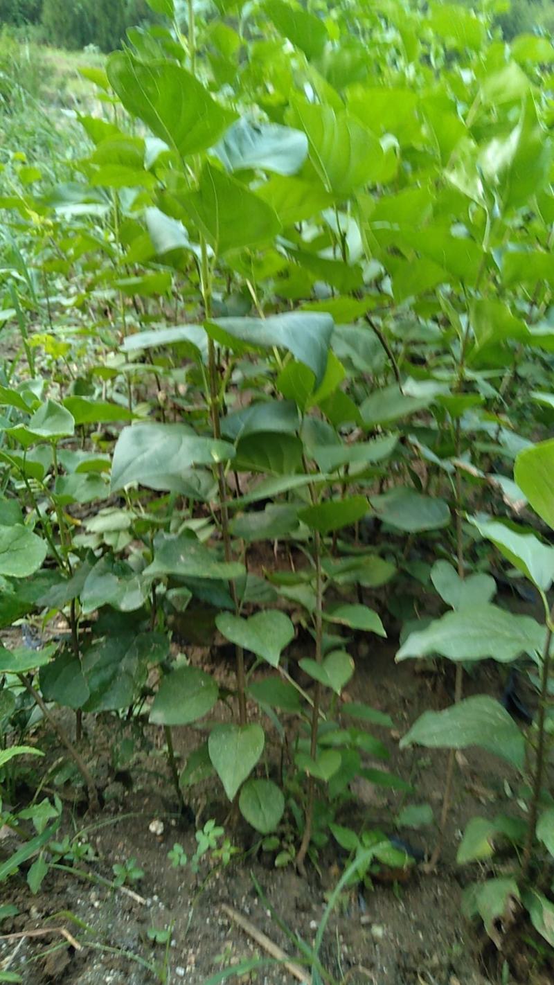 大叶小叶紫丁香大堆丁香多分支丛生丁香绿篱小苗工程苗大量出