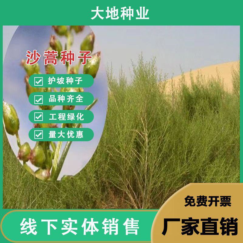 沙蒿子沙蒿种子牧草种子多年生薄蒿草荒漠蒿籽生态植物种
