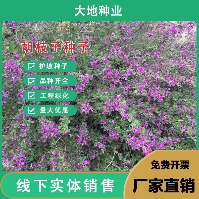 胡枝子绿化种子工程护坡多年生四季易活绿化固土草籽耐贫瘠耐