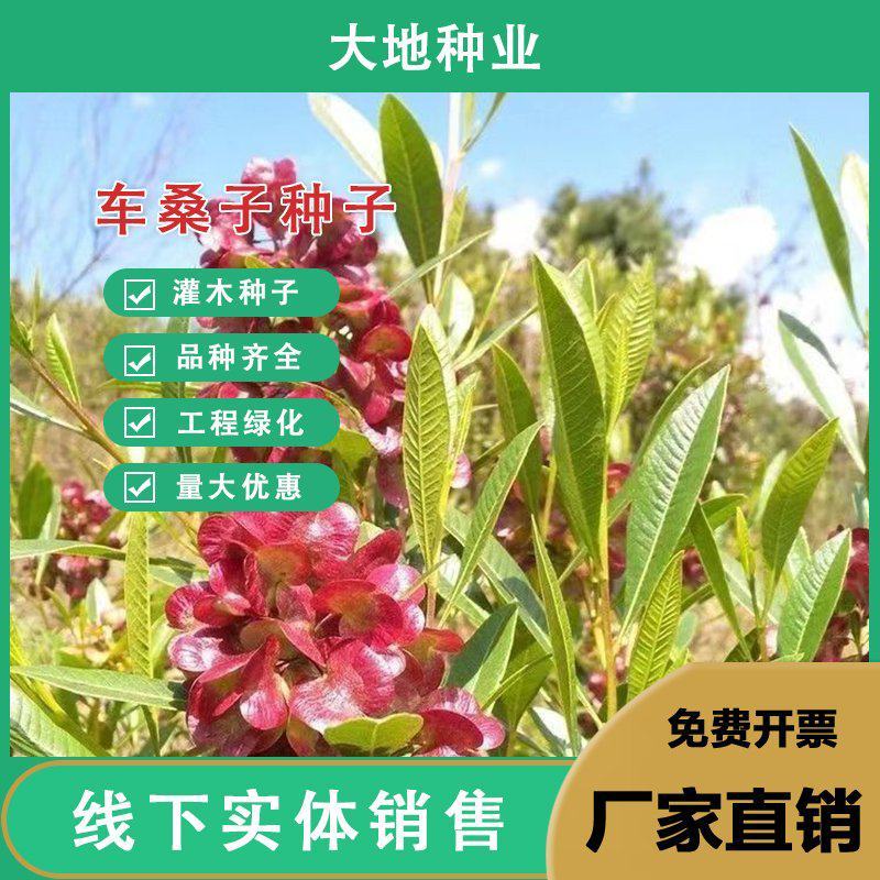 车桑子种子坡柳种子明油子边坡绿化矿山恢复绿固沙保土树种耐