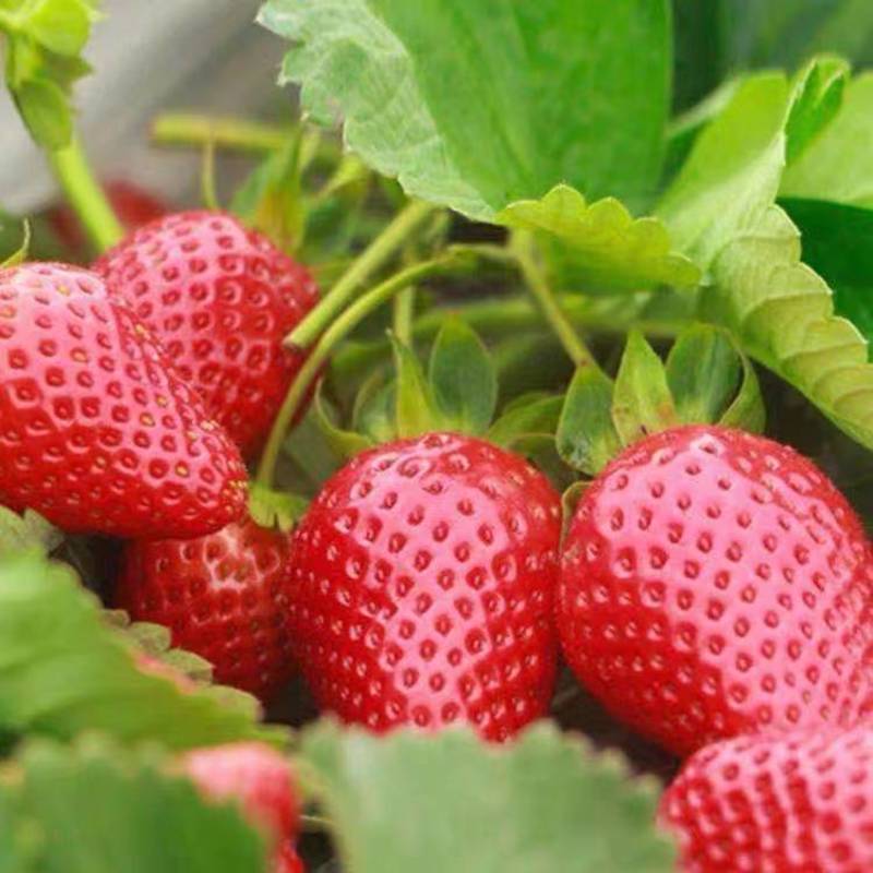 山东草莓苗脱毒红颜草莓种苗甜宝奶油草莓苗穴盘苗