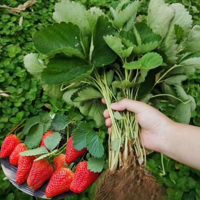 山东草莓苗脱毒红颜草莓种苗甜宝奶油草莓苗穴盘苗