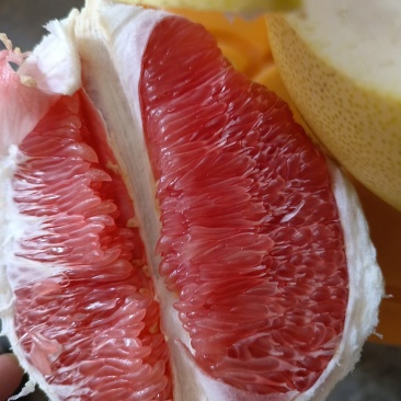 平和琯溪蜜柚