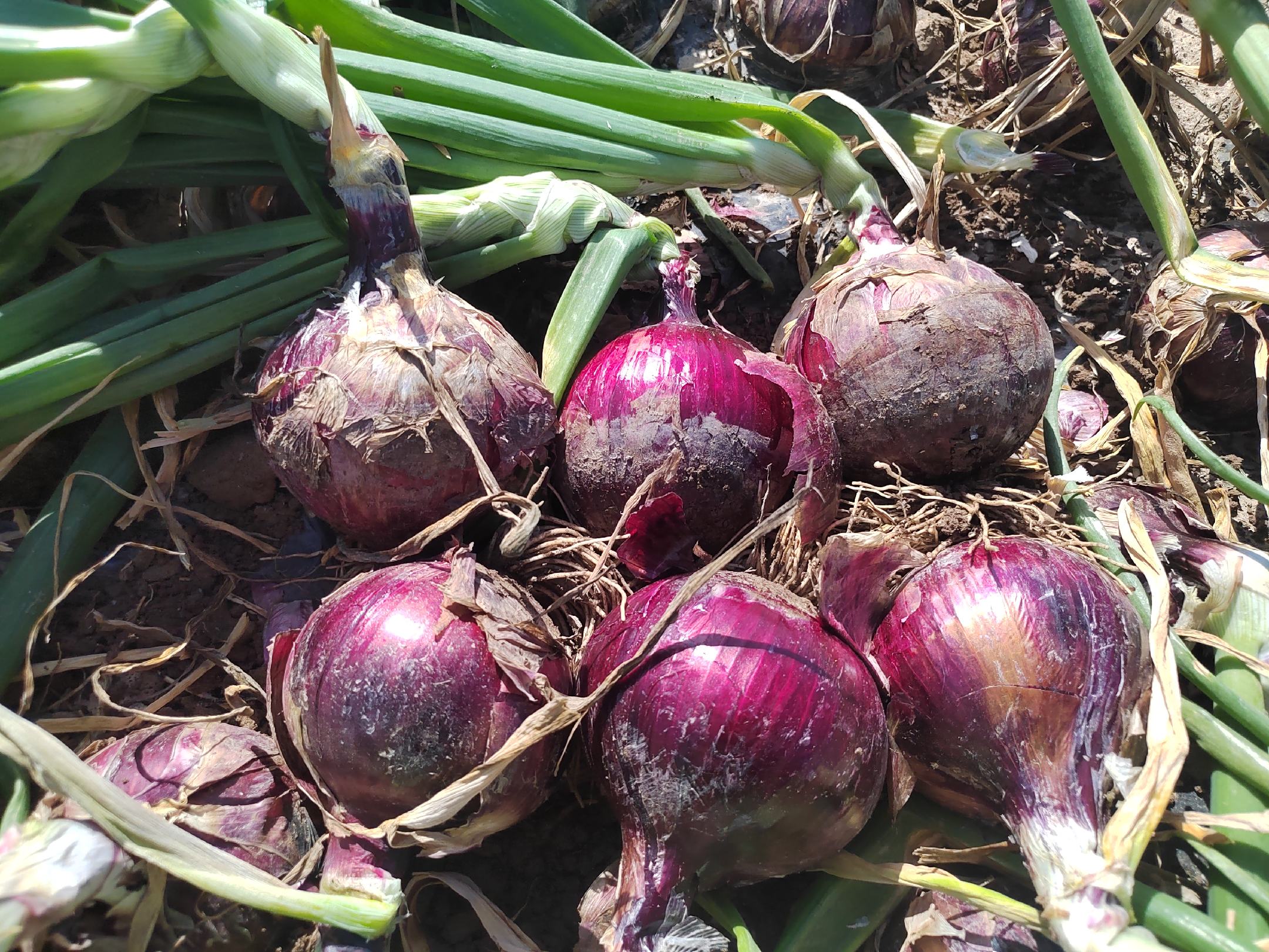 一个露天菜市场的蔬菜摊位上整齐摆放着多个紫皮洋葱,洋葱堆叠成小山状,表皮呈现深紫红色并带有金属光泽,部分洋葱已剥去干皮露出内部紫色层,旁边放置一把不锈钢刀具用于切割演示,背景模糊可见其他绿色蔬菜 紫皮洋葱在菜市场摊位上的展示