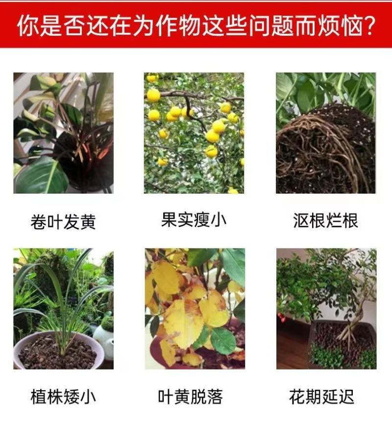 大量元素高钾肥以色列进口原料膨果着色口感好提早成熟