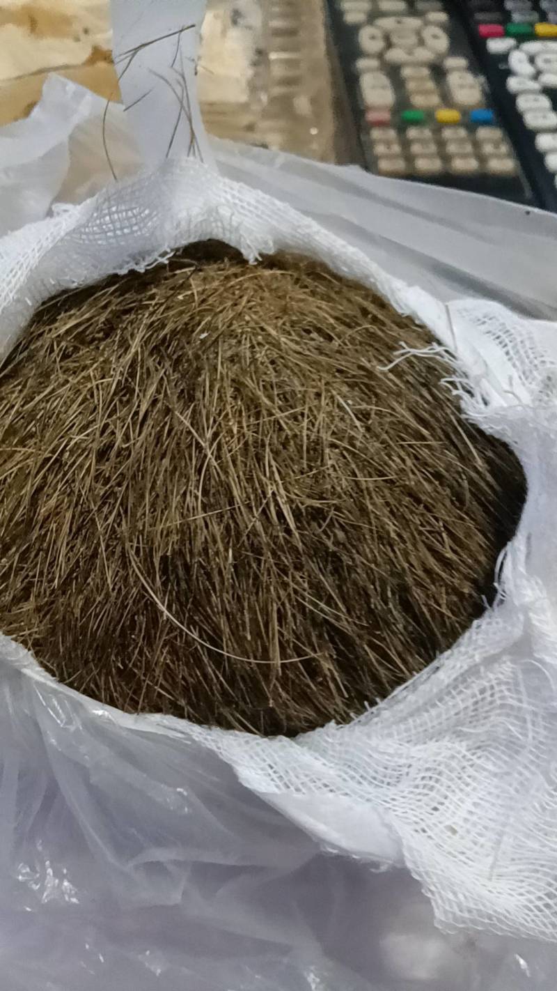 猪宝