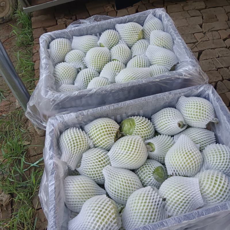 膜袋皇冠梨皮薄多汁质量保证量大从优全国可发欢迎联系