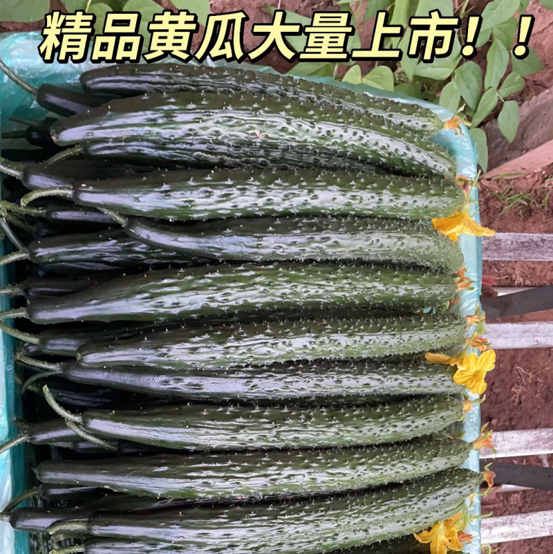 🔥密刺黄瓜大量上市一手货源对接各大商超电商批发