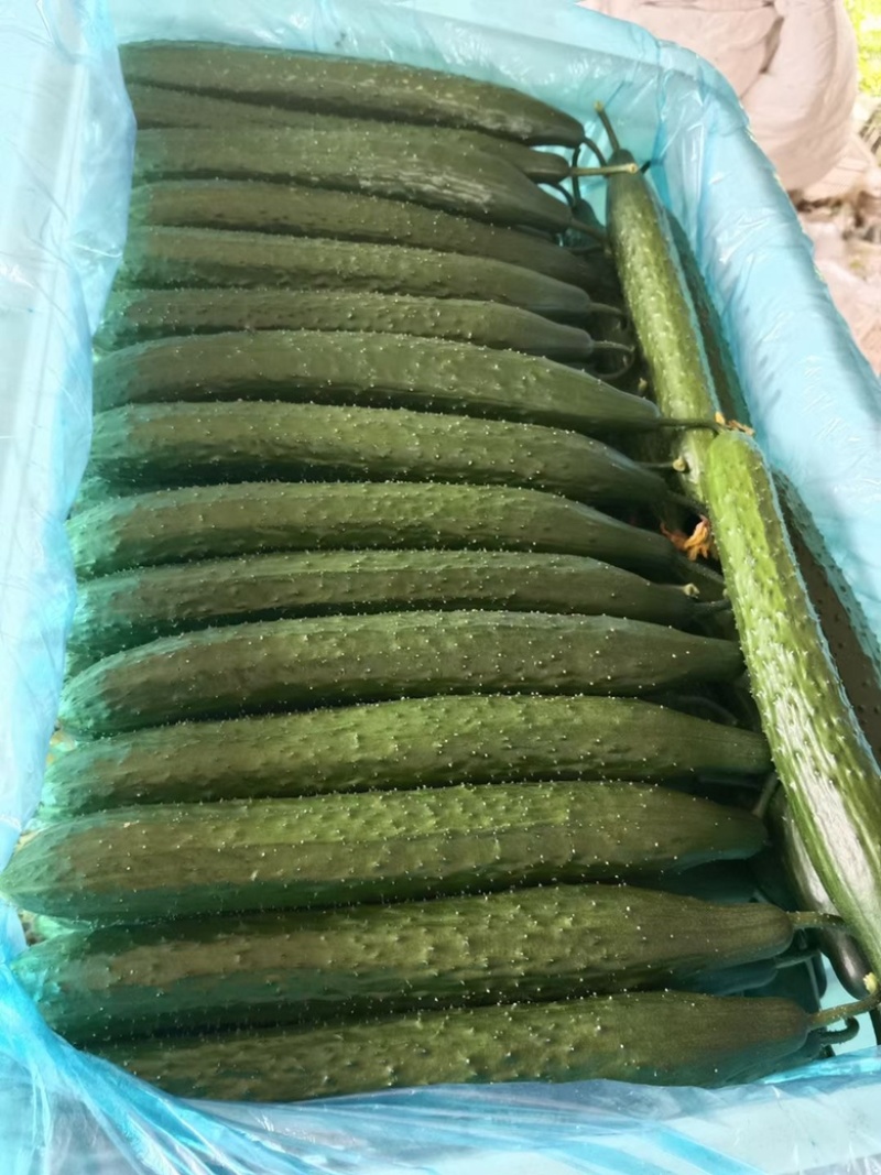 🔥密刺黄瓜大量上市一手货源对接各大商超电商批发