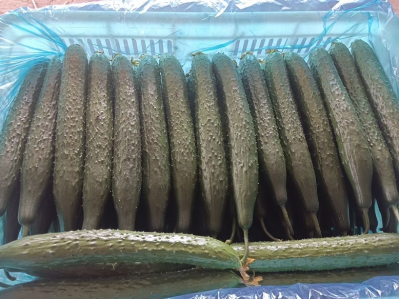 🔥密刺黄瓜大量上市一手货源对接各大商超电商批发