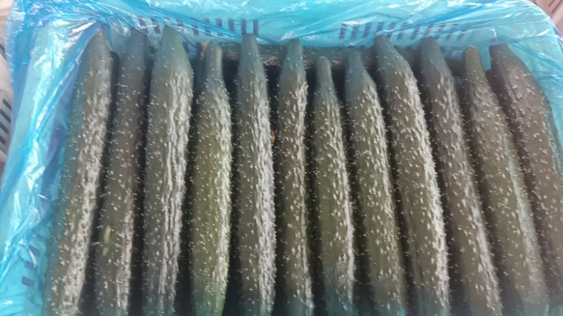 🔥密刺黄瓜大量上市一手货源对接各大商超电商批发