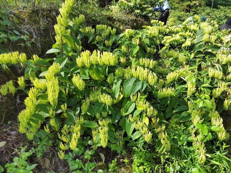 黄芩植物图