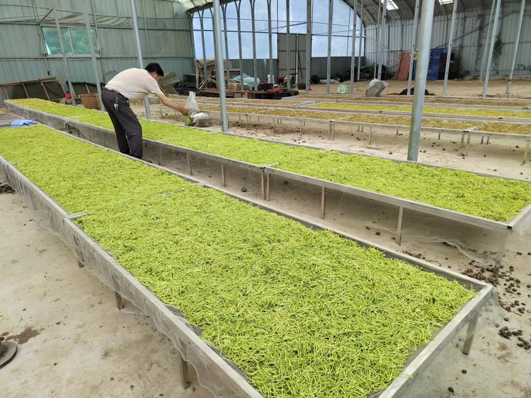 技术人员正在进行人工疏花示范操作 桂味荔枝疏花操作图