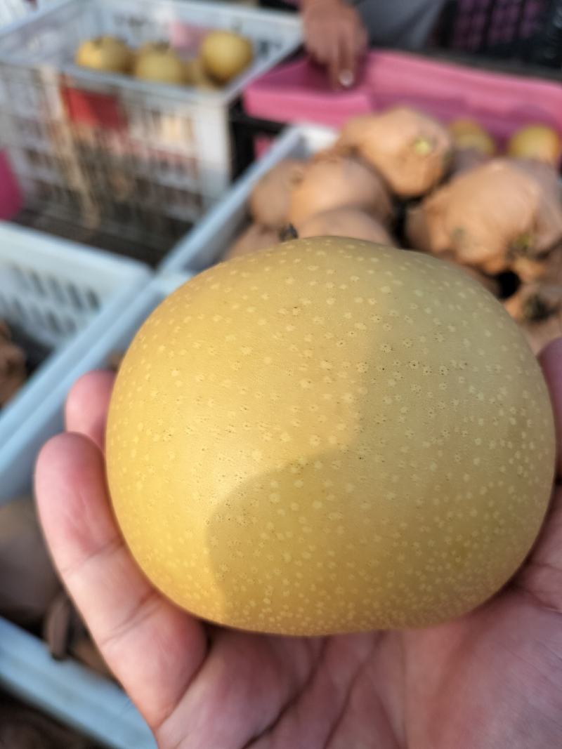 砀山圆黄梨，新玉梨，秋月梨，皇冠梨，原产地对接电商及市场