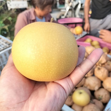 砀山圆黄梨,新玉梨,秋月梨,皇冠梨,原产地对接电商及市场