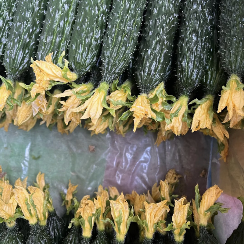 山东新秧黄瓜青花大量上市