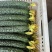 山东新秧黄瓜青花大量上市