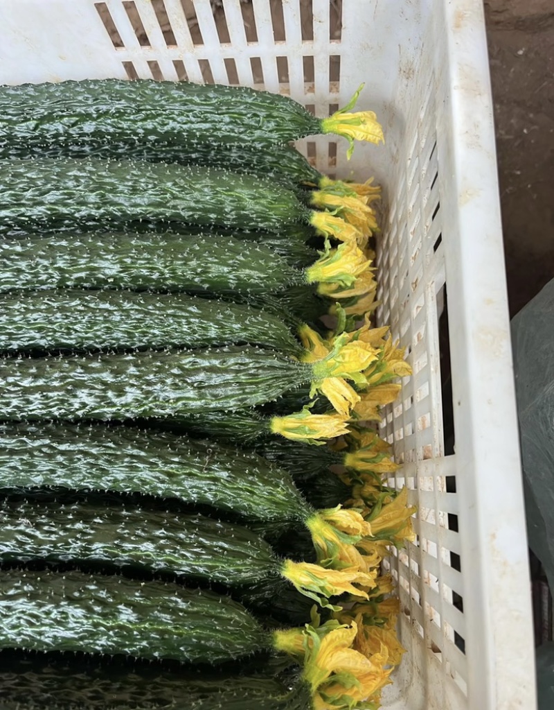 山东新秧黄瓜青花大量上市