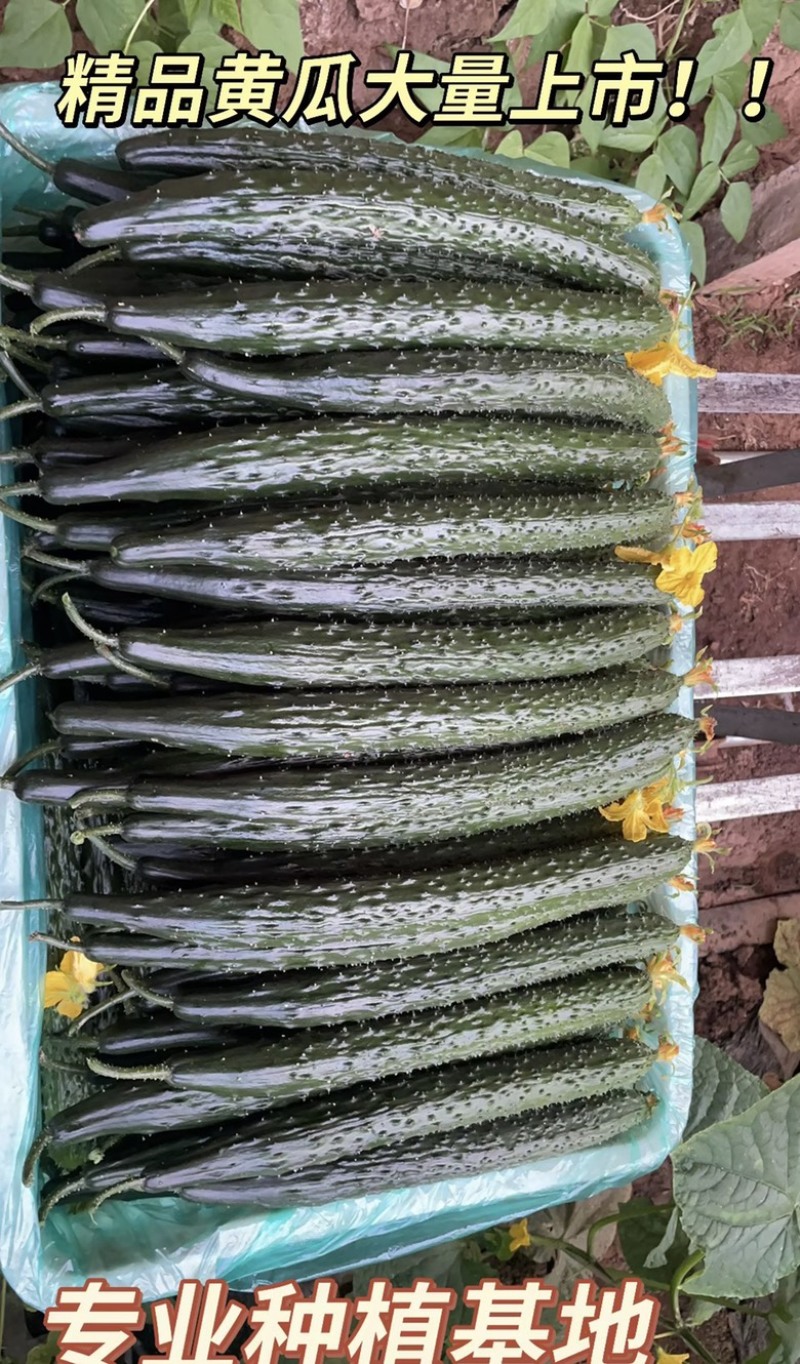 山东新秧黄瓜青花大量上市