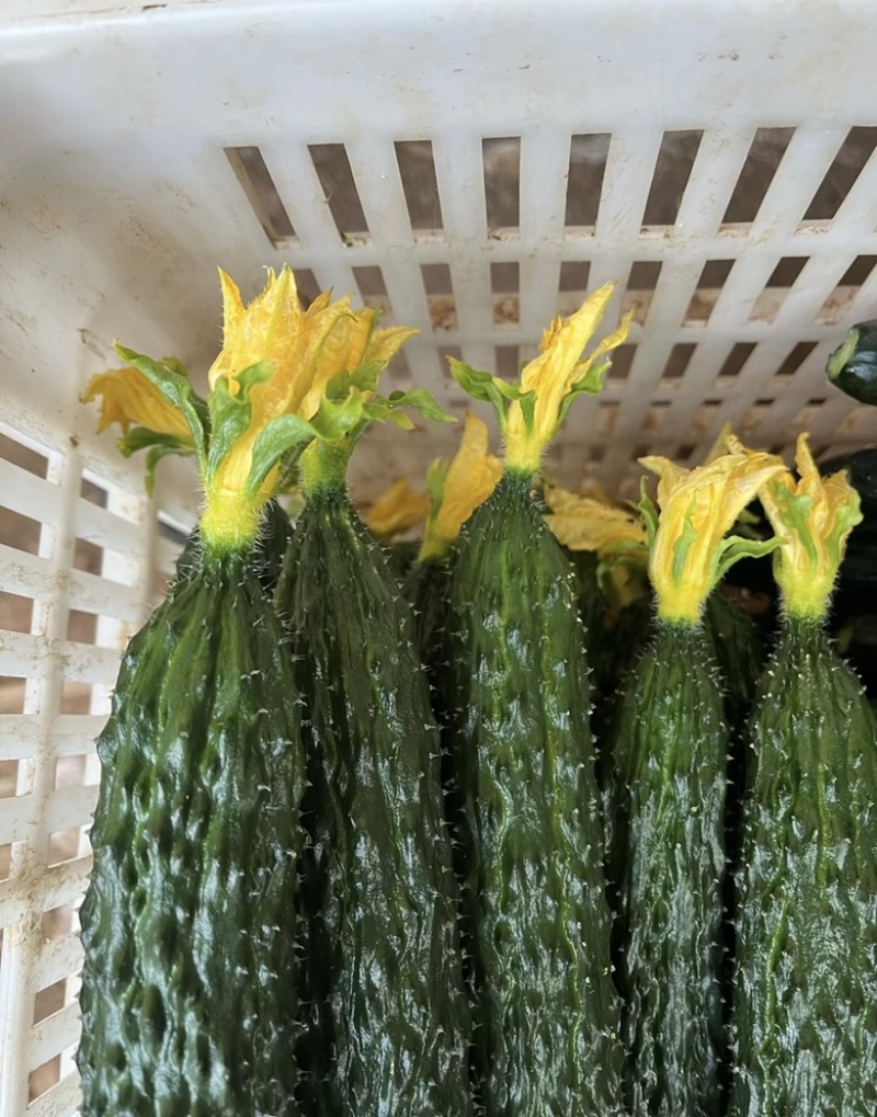 山东新秧黄瓜青花大量上市