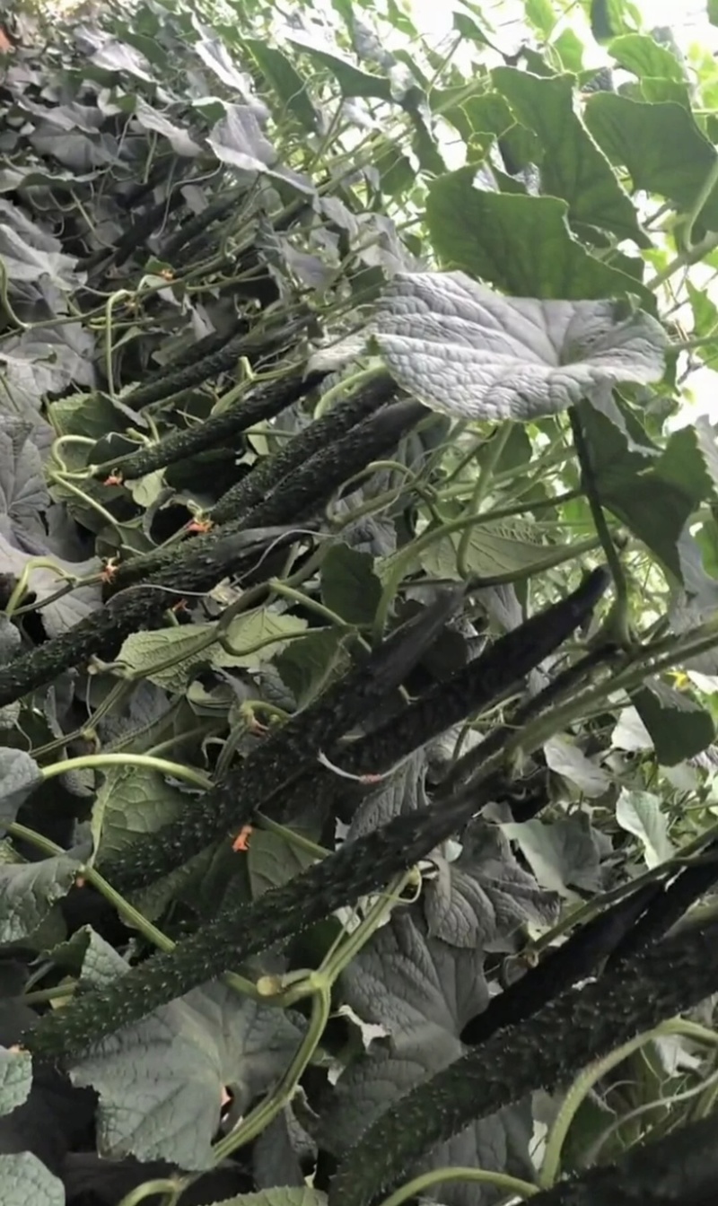 山东新秧黄瓜青花大量上市