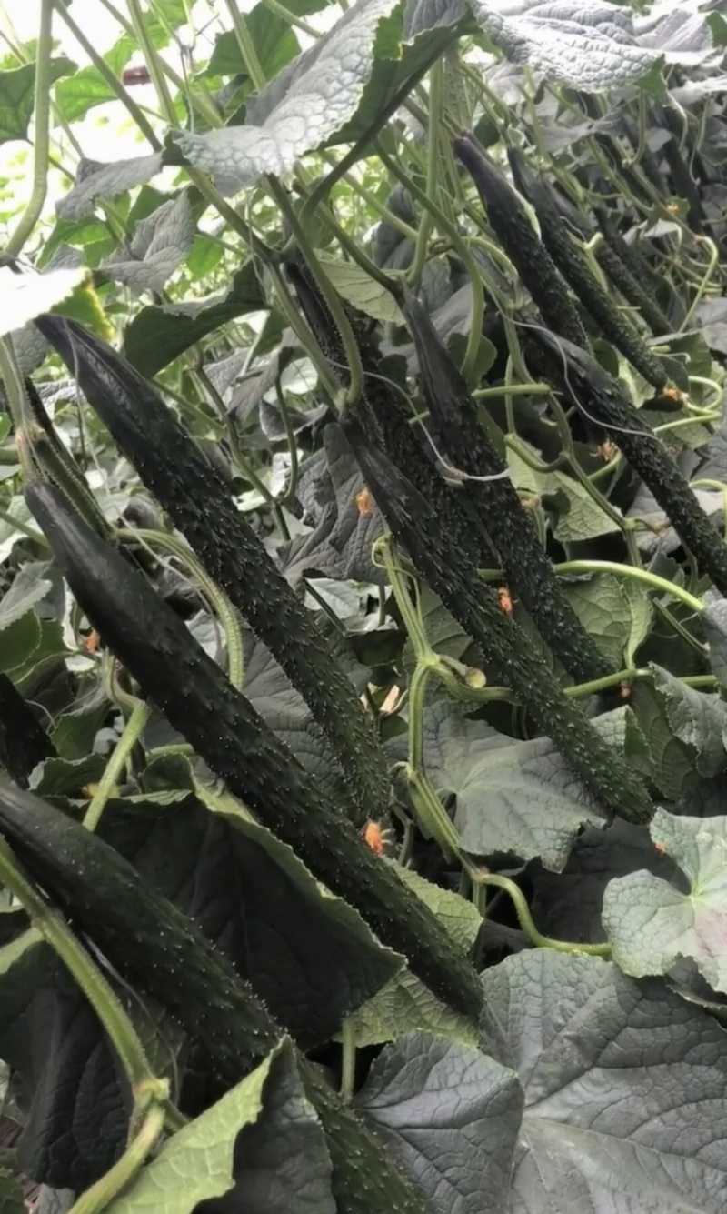 山东新秧黄瓜青花大量上市