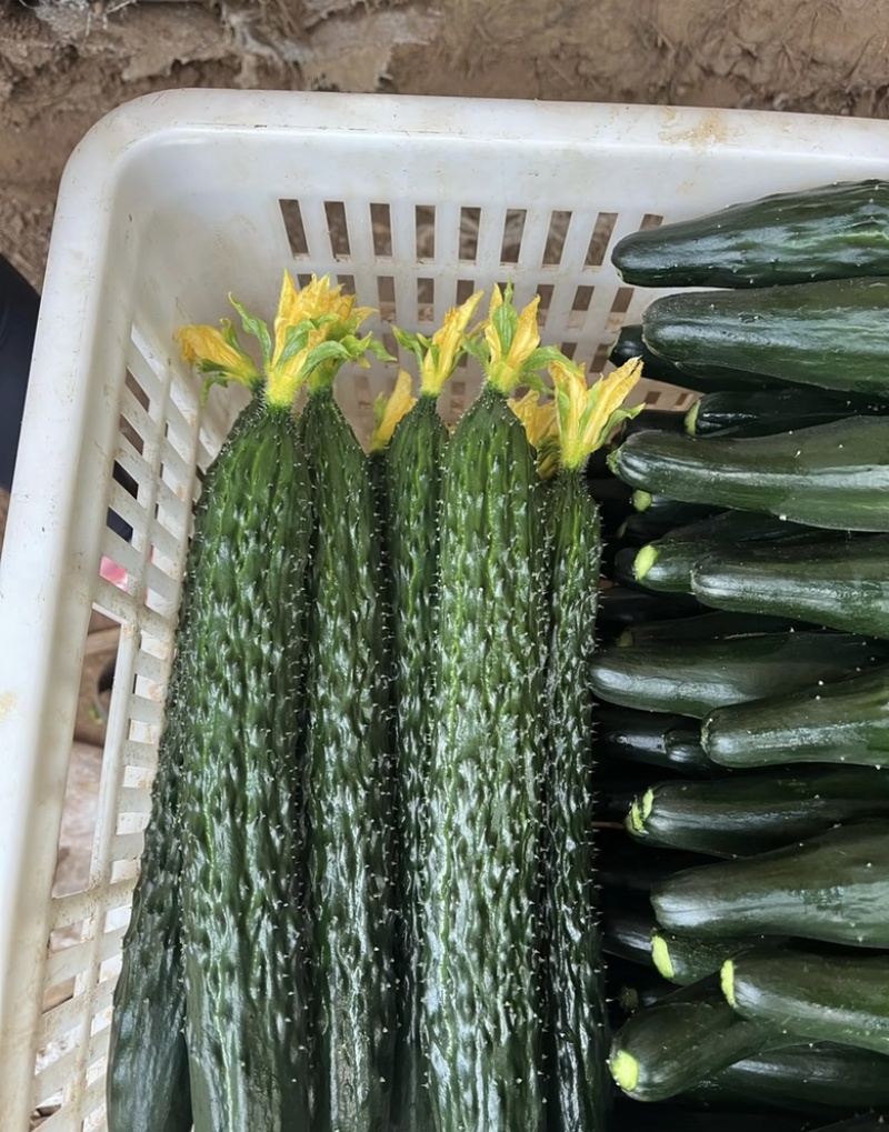 山东新秧黄瓜青花大量上市
