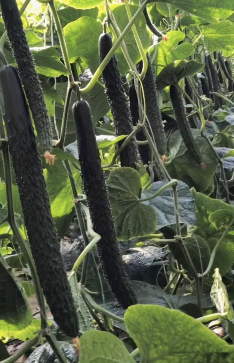 山东新秧黄瓜青花大量上市