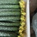山东新秧黄瓜青花大量上市