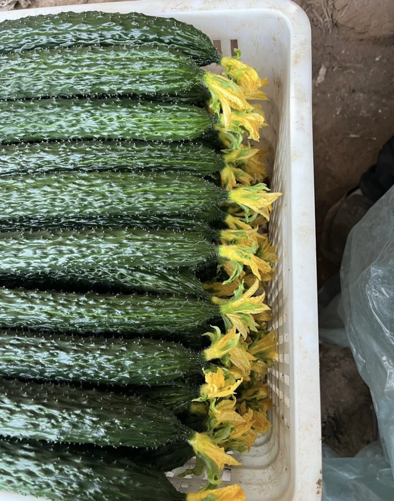山东新秧黄瓜青花大量上市