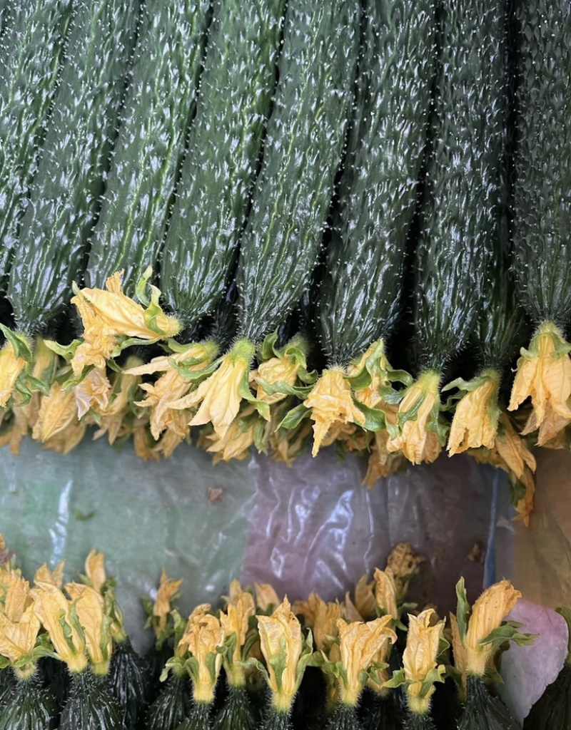 山东新秧黄瓜青花大量上市