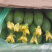 山东新秧黄瓜青花大量上市