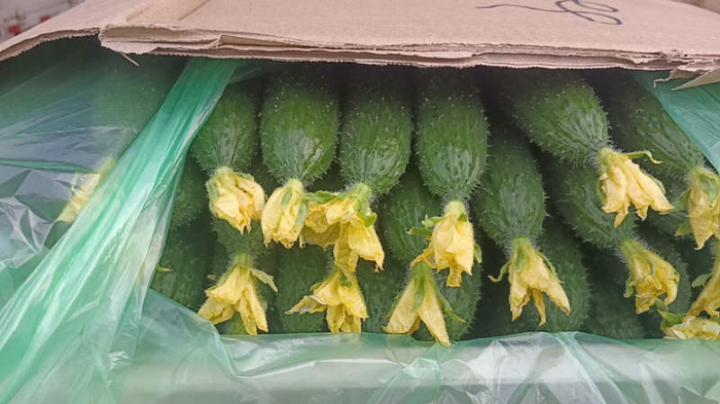 山东新秧黄瓜青花大量上市