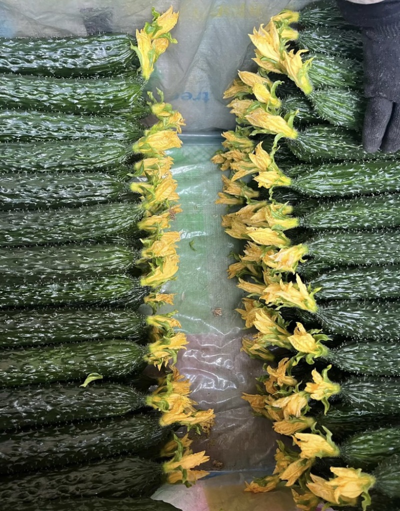 山东新秧黄瓜青花大量上市