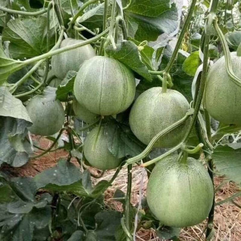 山东聊城头茬绿宝石，产地一手货源质量保证价格便宜。