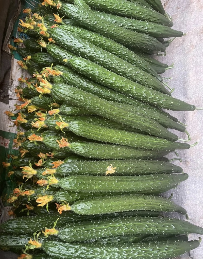 🔥密刺黄瓜大量上市一手货源对接各大商超电商批发