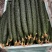 🔥密刺黄瓜大量上市一手货源对接各大商超电商批发