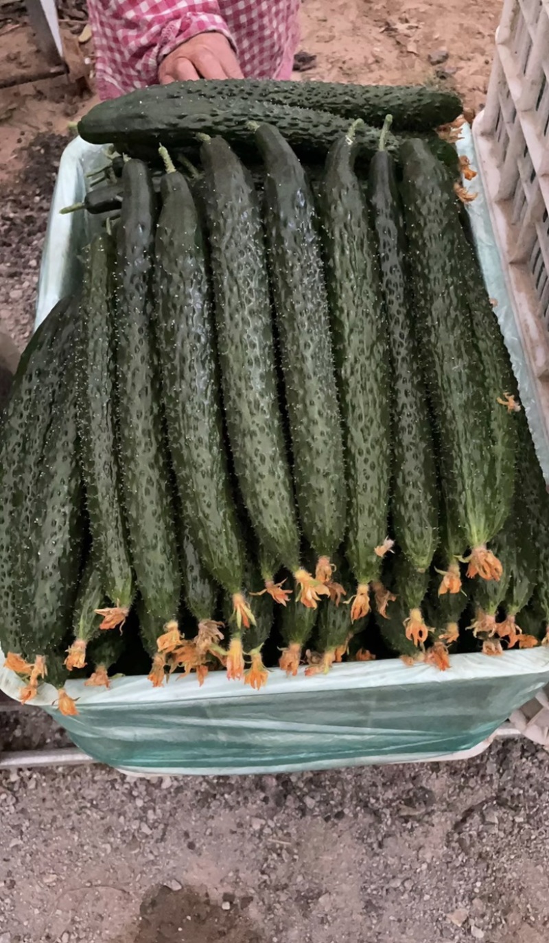 🔥密刺黄瓜大量上市一手货源对接各大商超电商批发